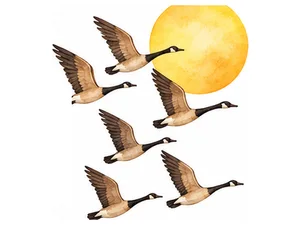 geese