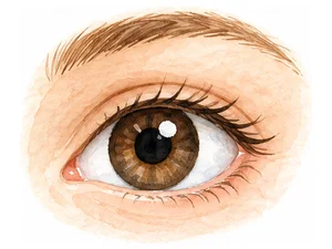 an eye