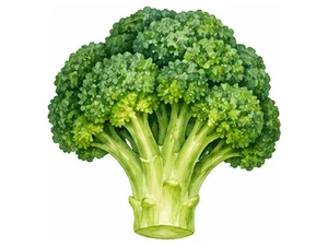 Broccoli - брокколи