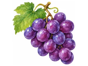grapes